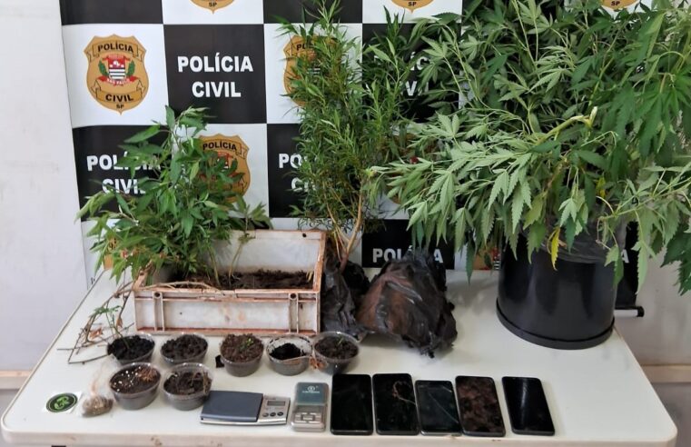 APÓS ANÚNCIO DE VENDA DE MACONHA EM REDES SOCIAIS, POLÍCIA CIVIL DE GUAÍRA ESTOURA LABORATÓRIO DE CULTIVO DA DROGA NO BAIRRO ELDORADO