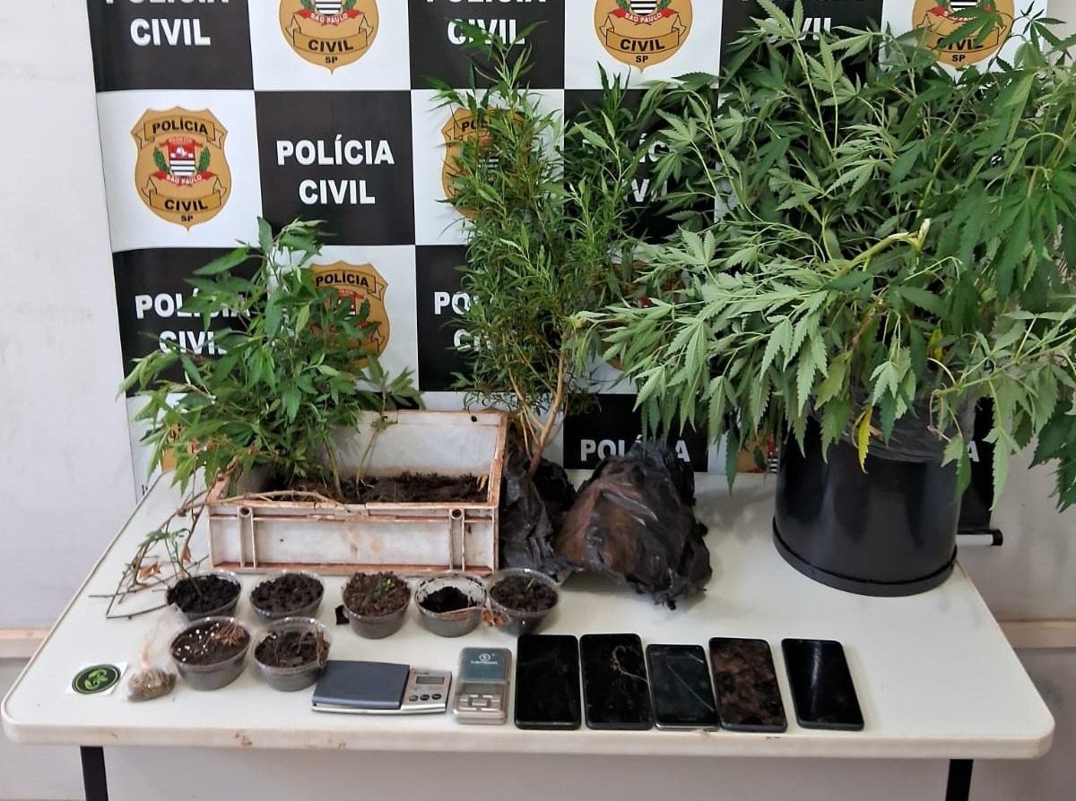 APÓS ANÚNCIO DE VENDA DE MACONHA EM REDES SOCIAIS, POLÍCIA CIVIL DE GUAÍRA ESTOURA LABORATÓRIO DE CULTIVO DA DROGA NO BAIRRO ELDORADO