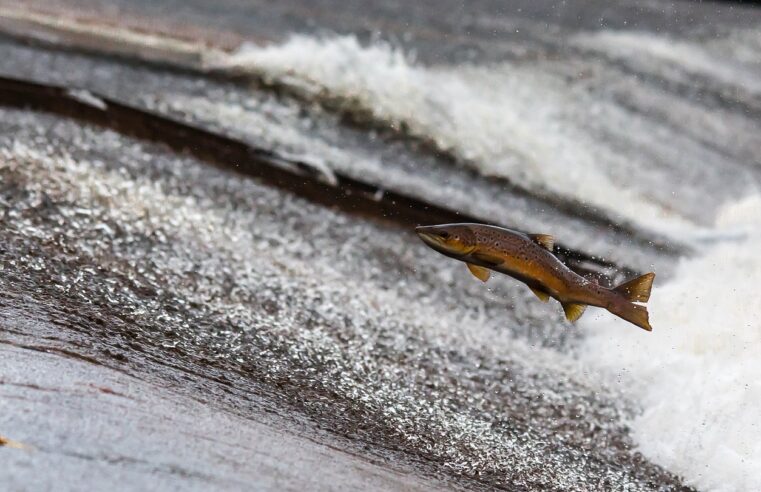 PIRACEMA 2024/2025 COMEÇA NESTA SEXTA-FEIRA, 1º DE NOVEMBRO. RESTRIÇÕES DA PESCA VÃO ATÉ 28 DE FEVEREIRO