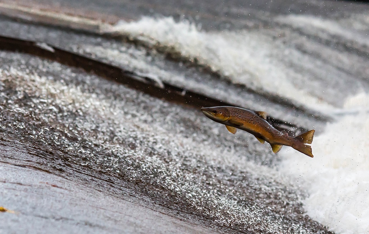 PIRACEMA 2024/2025 COMEÇA NESTA SEXTA-FEIRA, 1º DE NOVEMBRO. RESTRIÇÕES DA PESCA VÃO ATÉ 28 DE FEVEREIRO