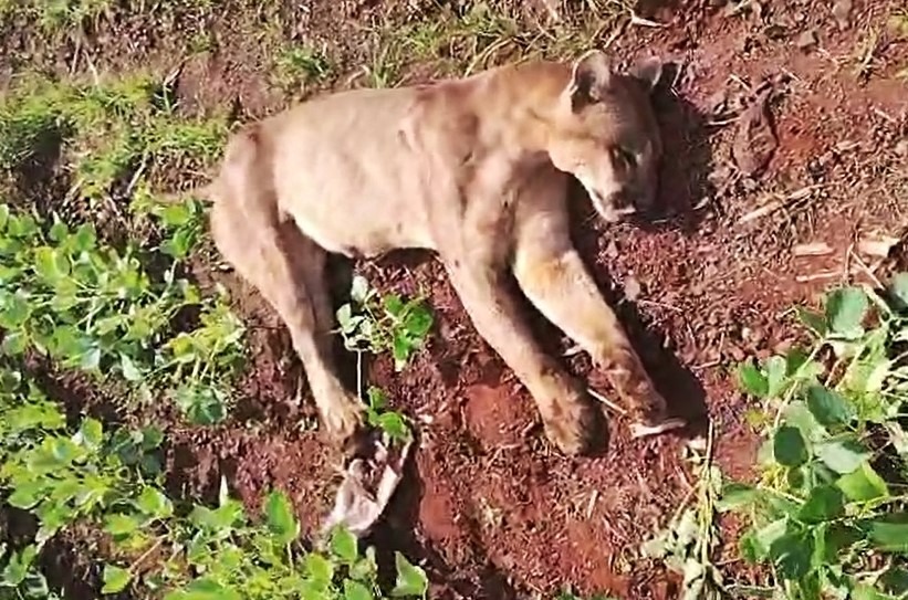 ONÇA PARDA MORRE ATROPELADA EM RODOVIA PRÓXIMA A CAPELINHA EM IPUÃ (SP)