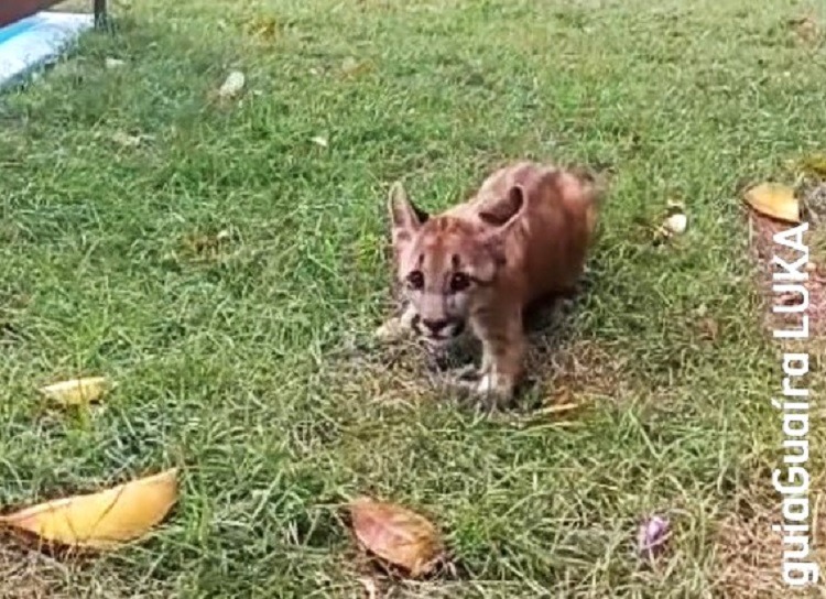 FILHOTE DE ONÇA-PARDA ATROPELADO É O NOVO INTEGRANTE DO ZOOLÓGICO DE GUAÍRA; VÍDEO