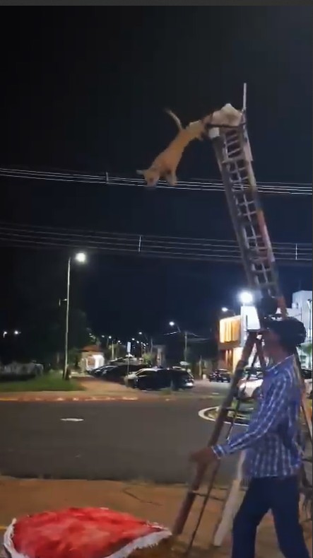 DELEGADO COMENTA AÇÃO DA POLÍCIA CIVIL QUE COIBIU MAUS TRATOS A ANIMAL EM BARRETOS