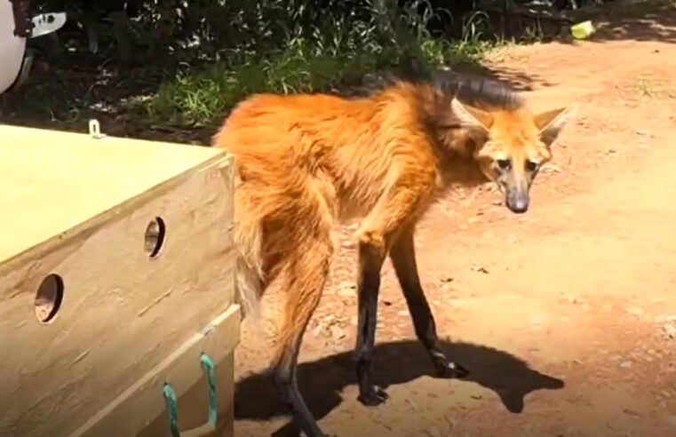 POLÍCIA AMBIENTAL DEVOLVE A NATUREZA LOBO-GUARÁ VÍTIMA DE ATROPELAMENTO NA REGIÃO