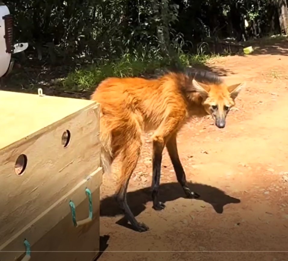 POLÍCIA AMBIENTAL DEVOLVE A NATUREZA LOBO-GUARÁ VÍTIMA DE ATROPELAMENTO NA REGIÃO