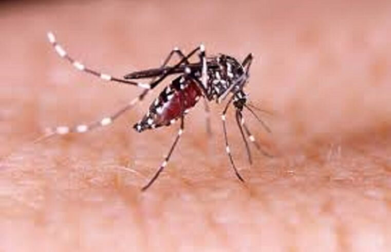PREFEITURA CONFIRMA 5 MORTES POR DENGUE EM GUAÍRA E MAIS DE 2 MIL CASOS DA DOENÇA EM 2025