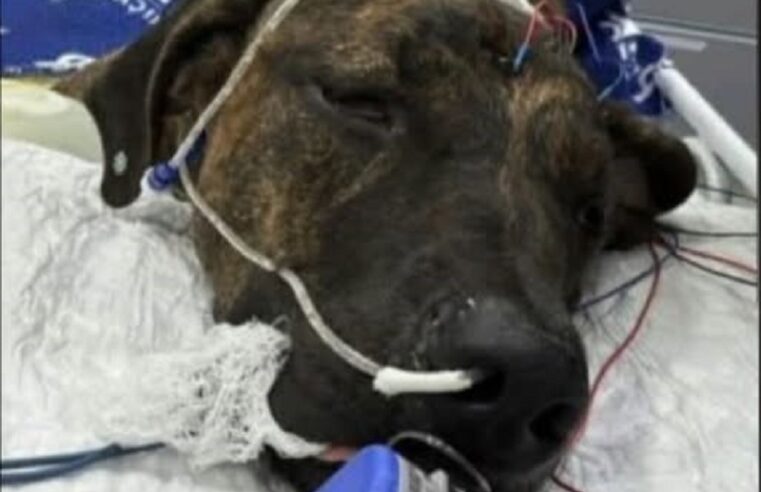 MORRE CACHORRA AGREDIDA A PAULADA PELO DONO EM IPUÃ