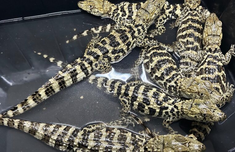 HOMEM É AUTUADO  POR MANTER FILHOTES DE JACARÉ EM CATIVEIRO