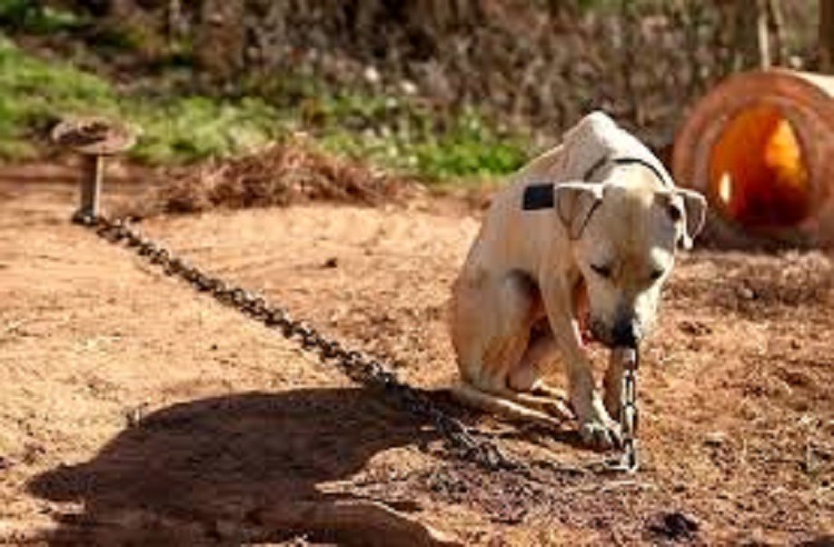 DEPUTADOS PAULISTAS APROVAM LEI QUE PREVÊ MULTA E PRISÃO PARA QUEM MANTER CÂES E GATOS ACORRENTADOS