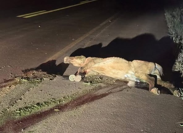 ANIMAL NA PISTA CAUSA ACIDENTE EM RODOVIA DE MIGUELÓPOLIS