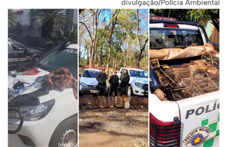 POLÍCIA AMBIENTAL AUTUA MERGULHADORES EM RIFAINA E LIBERTA AVES SILVESTRES EM MIGUELÓPOLIS