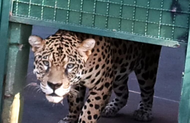 ONÇA-PINTADA “CAETÉ”, O NOVO MORADOR DO ZOOLÓGICO DE GUAÍRA