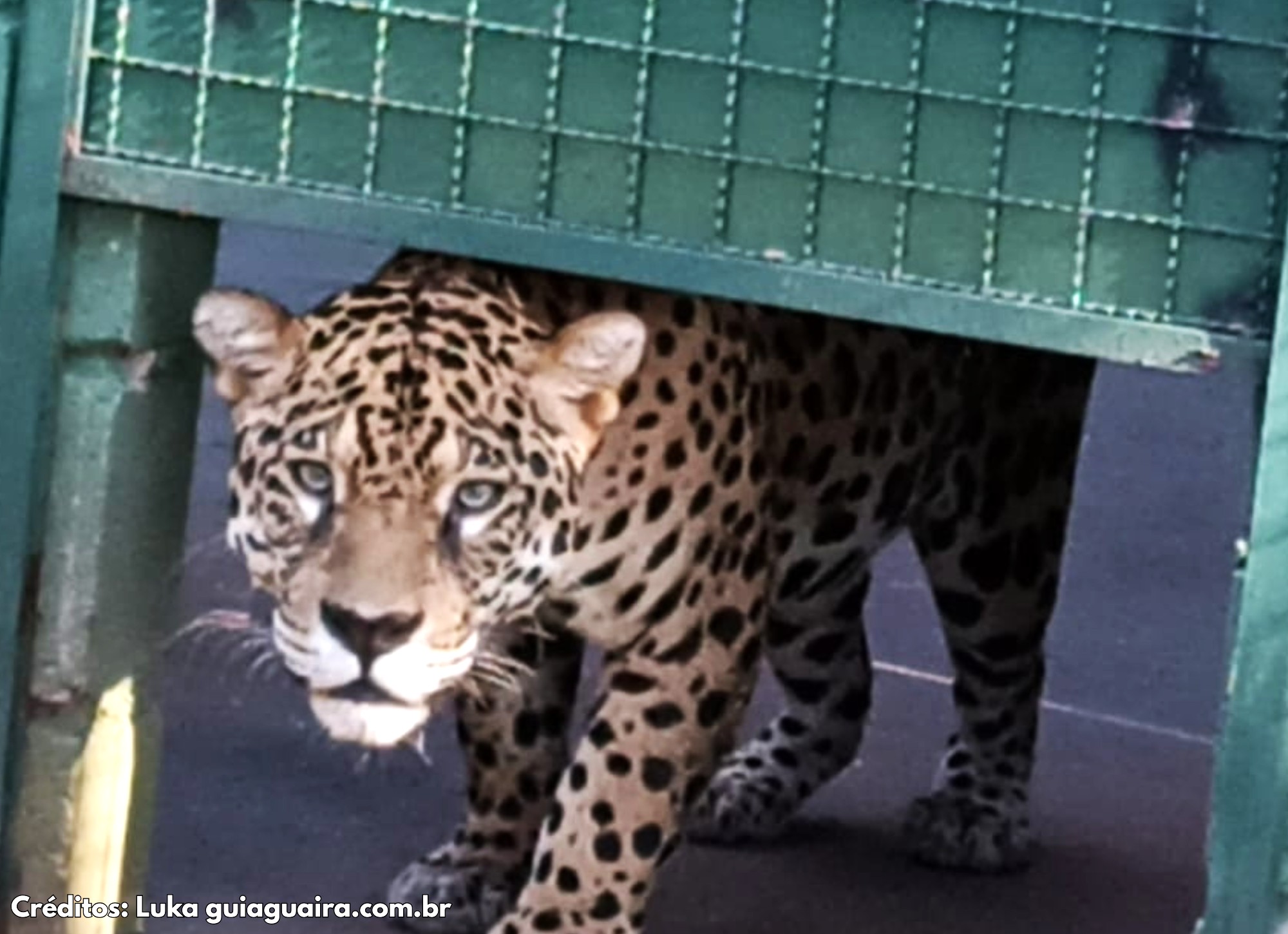 ONÇA-PINTADA “CAETÉ”, O NOVO MORADOR DO ZOOLÓGICO DE GUAÍRA