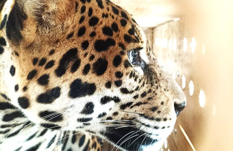 GUAÍRA RECEBERÁ ONÇA-PINTADA NO ZOOLÓGICO MUNICIPAL