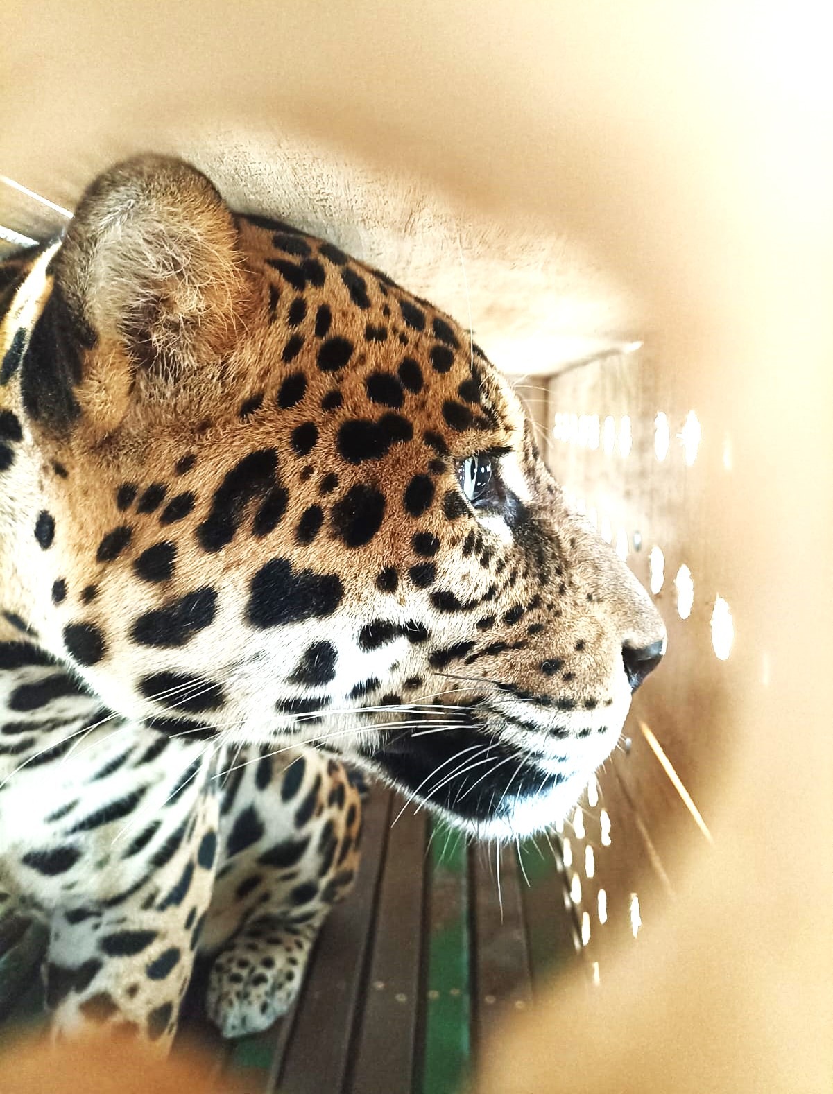 GUAÍRA RECEBERÁ ONÇA-PINTADA NO ZOOLÓGICO MUNICIPAL