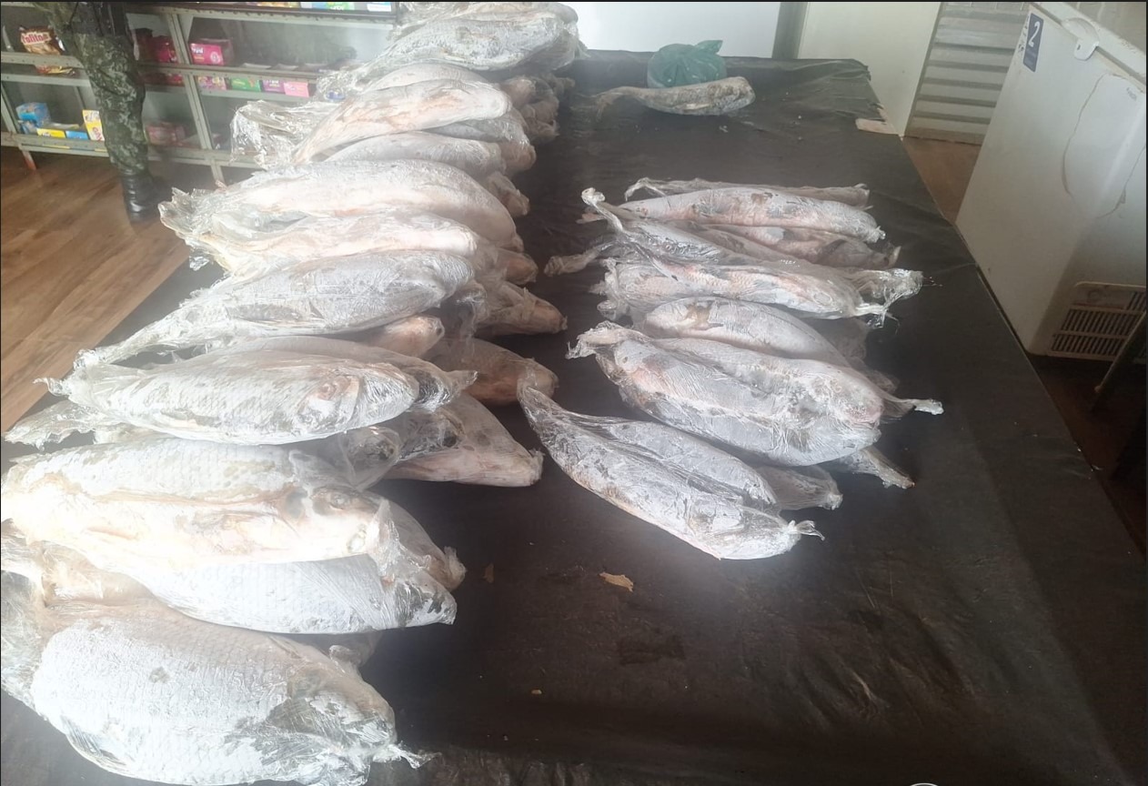 EM GUARÁ: POLÍCIA AMBIENTAL APREENDE MAIS DE 90 KGS DE PEIXES. HOMEM FOI MULTADO