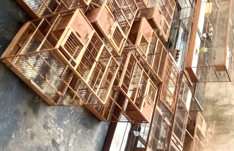 HOMEM É AUTUADO PELA POLÍCIA AMBIENTAL ACUSADO DE TRÁFICO DE ANIMAIS SILVESTRES EM FRANCA (SP). MULTAS ULTRAPASSAM OS R$ 20 MIL