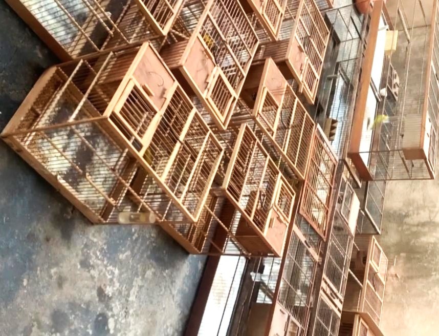 HOMEM É AUTUADO PELA POLÍCIA AMBIENTAL ACUSADO DE TRÁFICO DE ANIMAIS SILVESTRES EM FRANCA (SP). MULTAS ULTRAPASSAM OS R$ 20 MIL