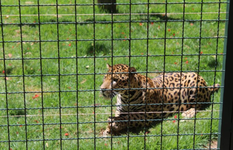 ZOOLÓGICO DE GUAÍRA REABRE PARA VISITAÇÃO APÓS REPAROS EM DANOS CAUSADOS POR VENDAVAL