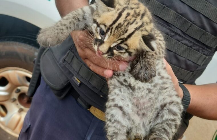 JAGUATIRICA ÓRFÃ RESGATADA EM GUAÍRA SERÁ REABILITADA NO CETRAS EM RIBEIRÃO PRETO
