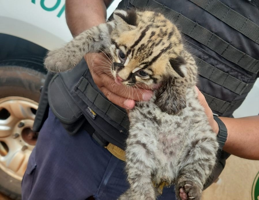 JAGUATIRICA ÓRFÃ RESGATADA EM GUAÍRA SERÁ REABILITADA NO CETRAS EM RIBEIRÃO PRETO