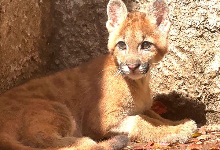 VÍTIMA DE AMPUTAÇÃO, FILHOTE DE ONÇA-PARDA É ACOLHIDA NO ZOO DE GUAÍRA