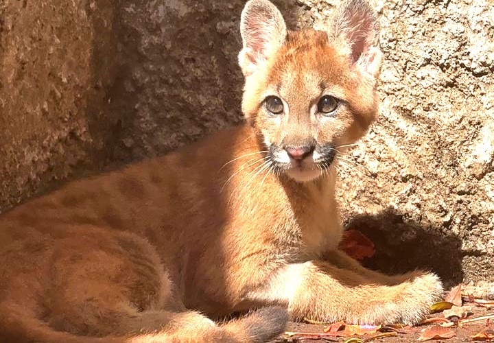 VÍTIMA DE AMPUTAÇÃO, FILHOTE DE ONÇA-PARDA É ACOLHIDA NO ZOO DE GUAÍRA