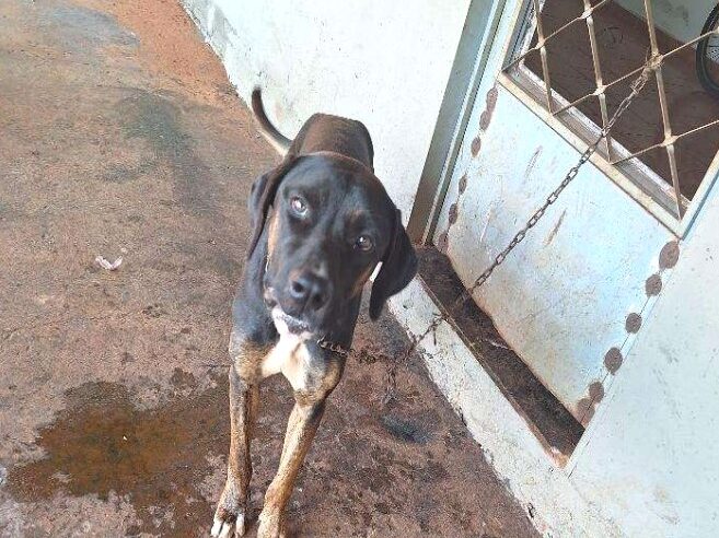 HOMEM É PRESO, EM GUAÍRA, ACUSADO DE MAUS-TRATOS A ANIMAIS