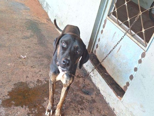 HOMEM É PRESO, EM GUAÍRA, ACUSADO DE MAUS-TRATOS A ANIMAIS