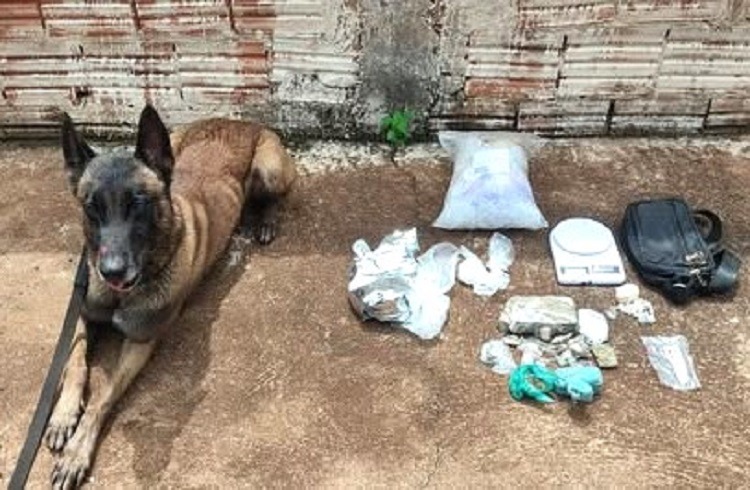 COM UTILIZAÇÃO DE CÃO FAREJADOR, POLÍCIA MILITAR REALIZA GRANDE APREENSÃO DE DROGAS EM MIGUELÓPOLIS (SP)