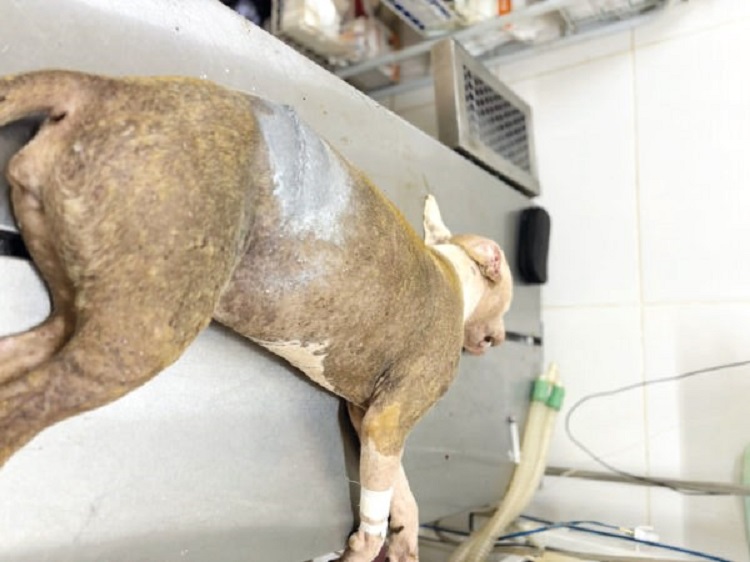 FILHOTE DE PITBULL É ESFAQUEADA EM VIA PÚBLICA DE BARRETOS