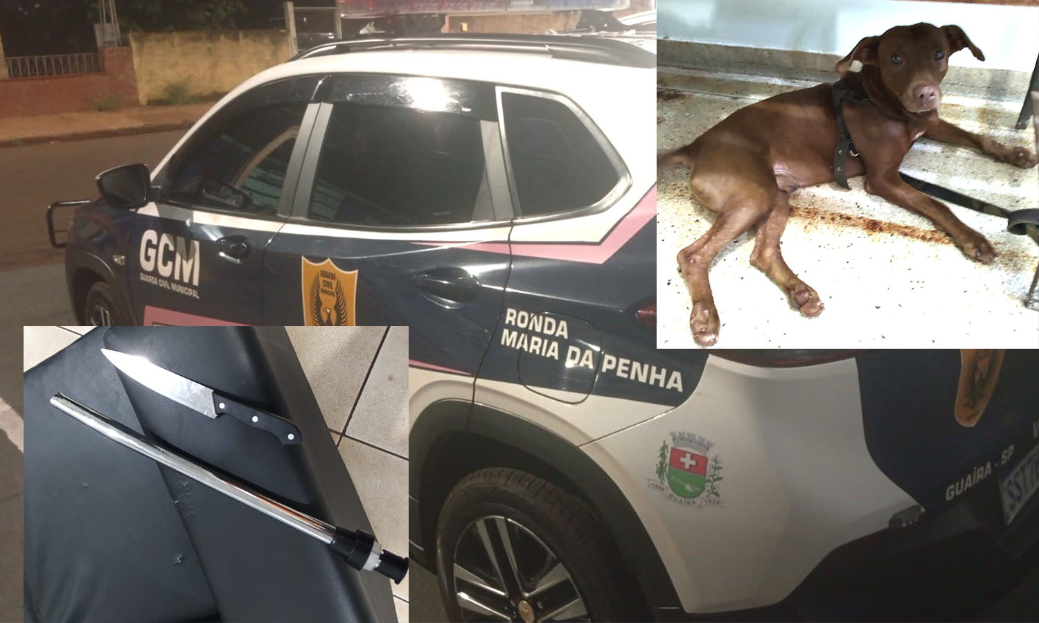 HOMEM É PRESO PELA GCM EM GUAÍRA ACUSADO DE MAUS TRATOS A ANIMAIS