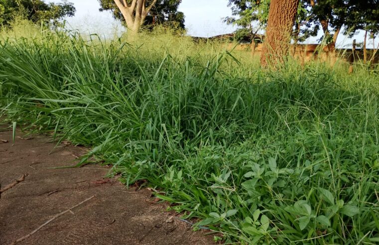 POPULAÇÃO RECLAMA DE MATO ALTO E INFESTAÇÃO DE INSETOS EM ÁREA INSTITUCIONAL DO MUNICÍPIO DE GUAÍRA