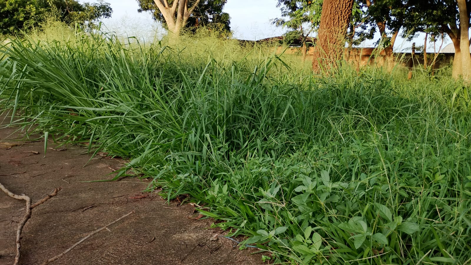 POPULAÇÃO RECLAMA DE MATO ALTO E INFESTAÇÃO DE INSETOS EM ÁREA INSTITUCIONAL DO MUNICÍPIO DE GUAÍRA