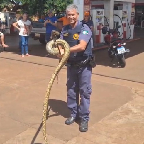 SUCURI É CAPTURADA DENTRO DE IMÓVEL NO BAIRRO MIGUEL FABIANO EM GUAÍRA