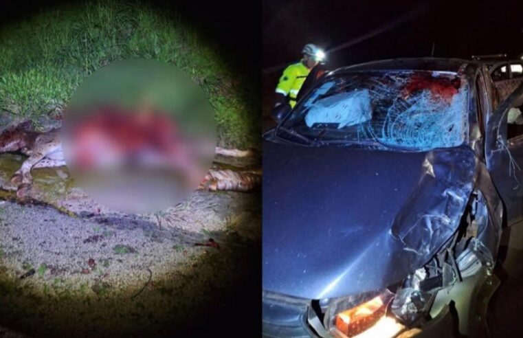 CAVALO NA PISTA PROVOCA ACIDENTE EM RODOVIA ENTRE FRANCA E ITIRAPUÃ