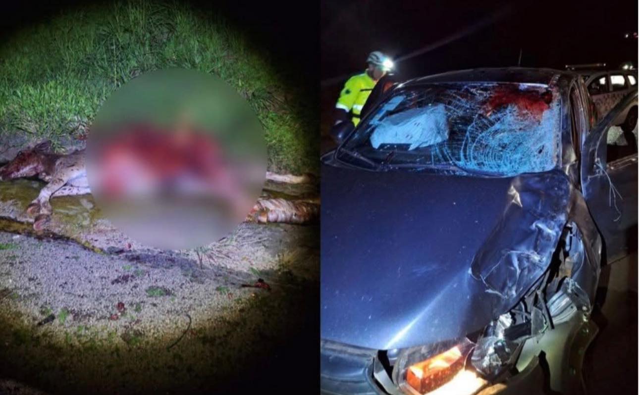 CAVALO NA PISTA PROVOCA ACIDENTE EM RODOVIA ENTRE FRANCA E ITIRAPUÃ