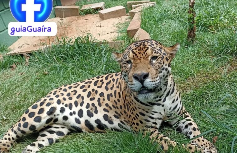 ZOOLÓGICO DE GUAÍRA FECHA PARA VISITAÇÕES NESTA QUINTA-FEIRA, 7, PARA CHECK-UP DA ONÇA-PINTADA “CAETÉ”