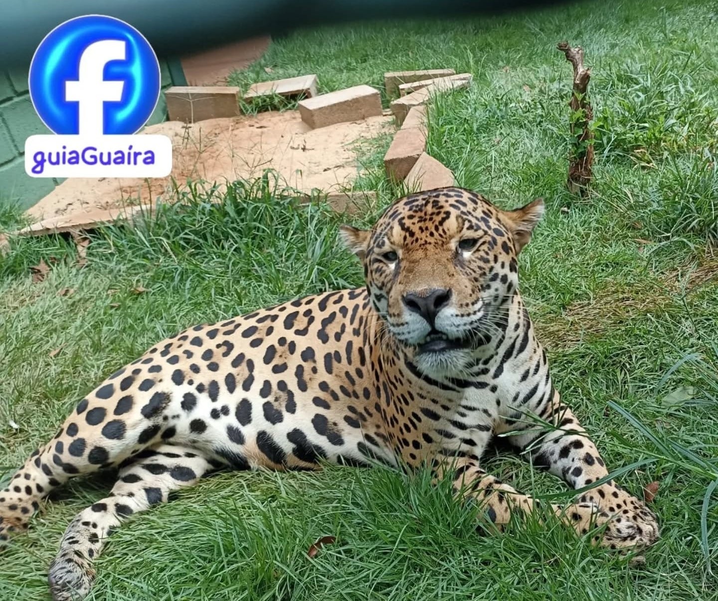 ZOOLÓGICO DE GUAÍRA FECHA PARA VISITAÇÕES NESTA QUINTA-FEIRA, 7, PARA CHECK-UP DA ONÇA-PINTADA “CAETÉ”