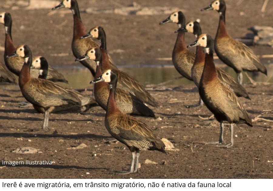 PREFEITURA DE GUAÍRA SE MANIFESTA SOBRE CASO DE GRIPE AVIÁRIA DIAGNOSTICADA EM AVE SILVESTRE RESGATADA