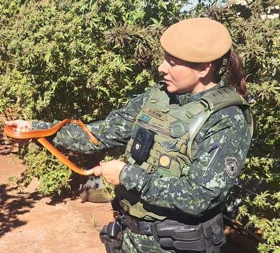 CUMPRIMENTO DE MANDADO DE BUSCA E APREENSÃO EM ITUVERAVA RESULTA NA LOCALIZAÇÃO DE COBRAS EXÓTICAS E DE PÉS DE MACONHA