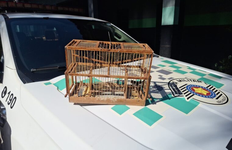 POLÍCIA AMBIENTAL APREENDE AVES SILVESTRES EM CATIVEIRO EM ITUVERAVA (SP). CRIADOR FOI AUTUADO