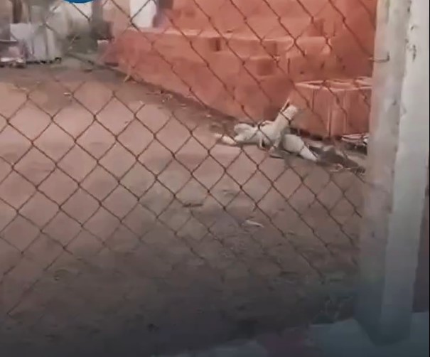 HOMEM DESMAIA AO SER ATACADO POR CÃO DURANTE TENTATIVA DE FURTO EM MIGUELÓPOLIS (SP)