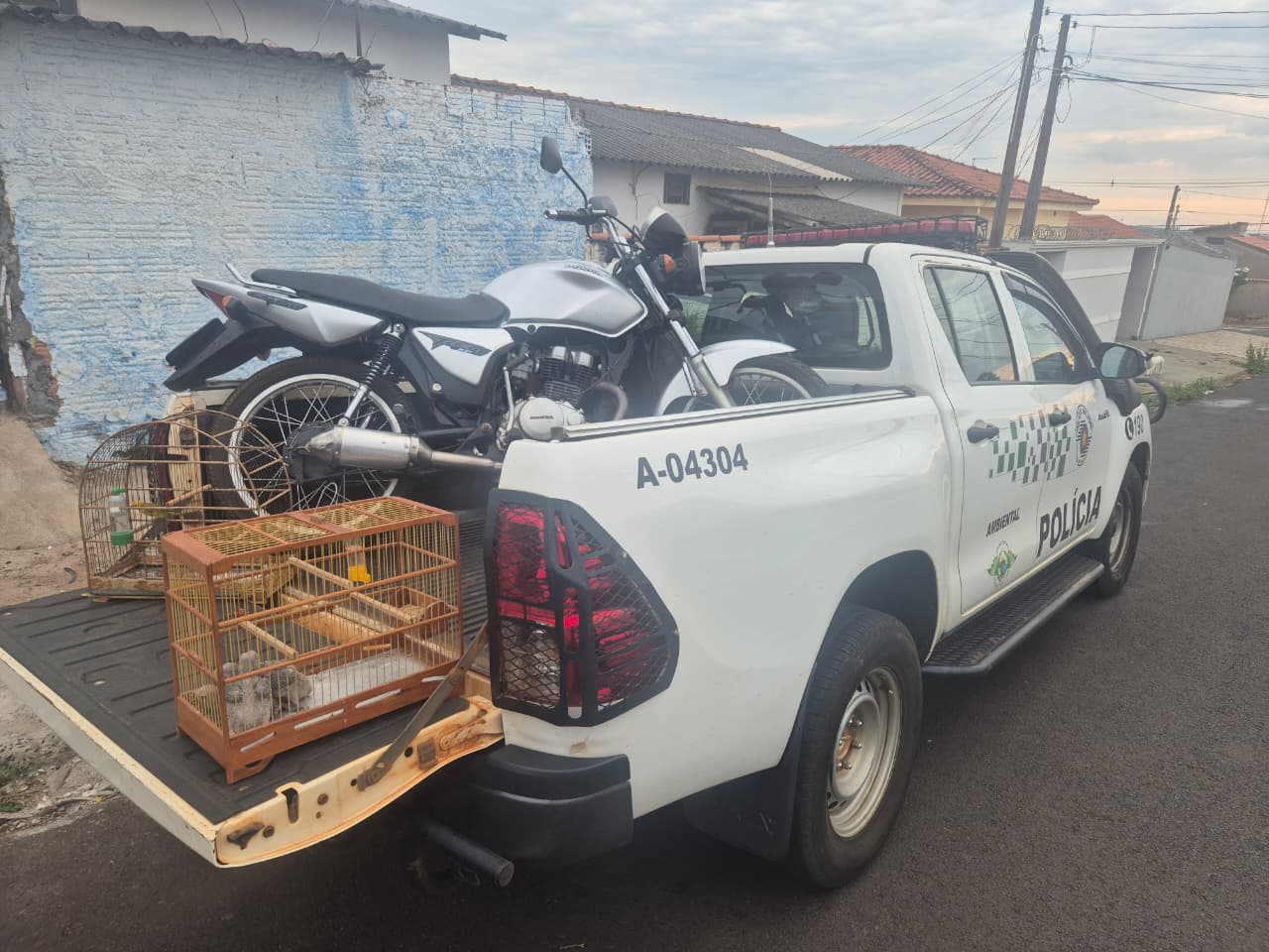 POLÍCIA AMBIENTAL COMBATE TRÁFICO DE ANIMAIS SILVESTRES E RESGATA 04 AVES EM FRANCA (SP)