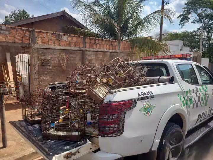 38 AVES SILVESTRES SÃO APREENDIDAS EM BEBEDOURO (SP). CRIADOR FOI AUTUADO EM QUASE R$ 30 MIL PELA POLÍCIA AMBIENTAL