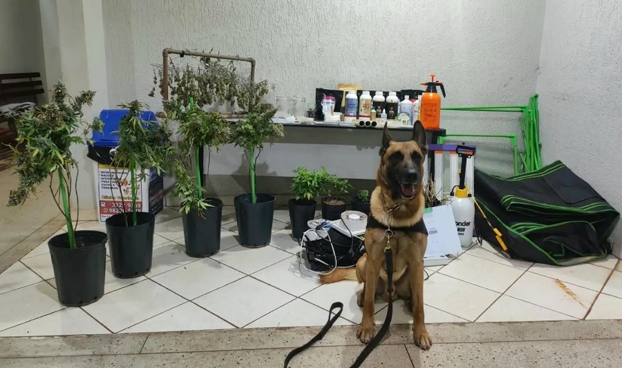 PM LOCALIZA CULTIVO DE MACONHA EM BARRETOS. UMA PESSOA FOI PRESA